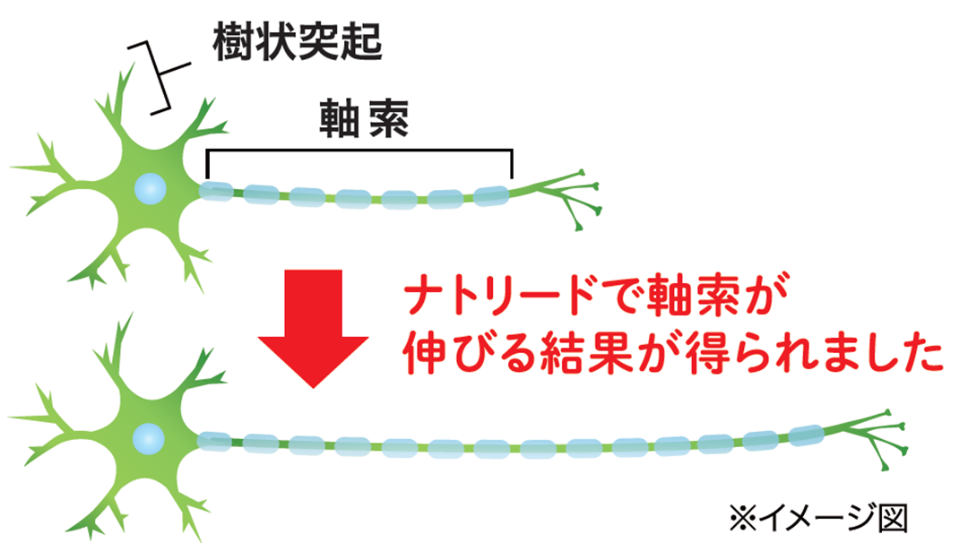 ナトリードで軸索が伸びる結果が得られました