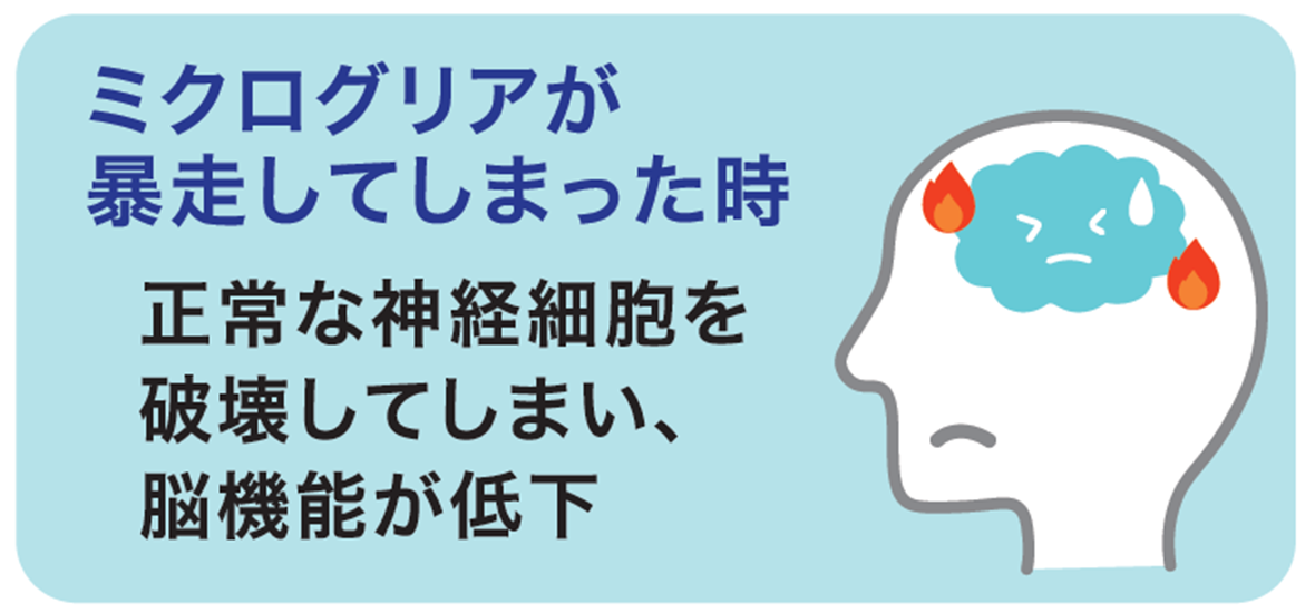 ミクログリアが暴走すると、正常な神経細胞を破壊してしまい、脳機能が低下