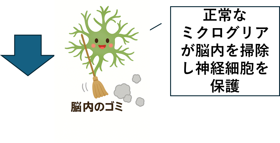 正常なミクログリアが脳内のゴミを掃除し神経細胞を保護
