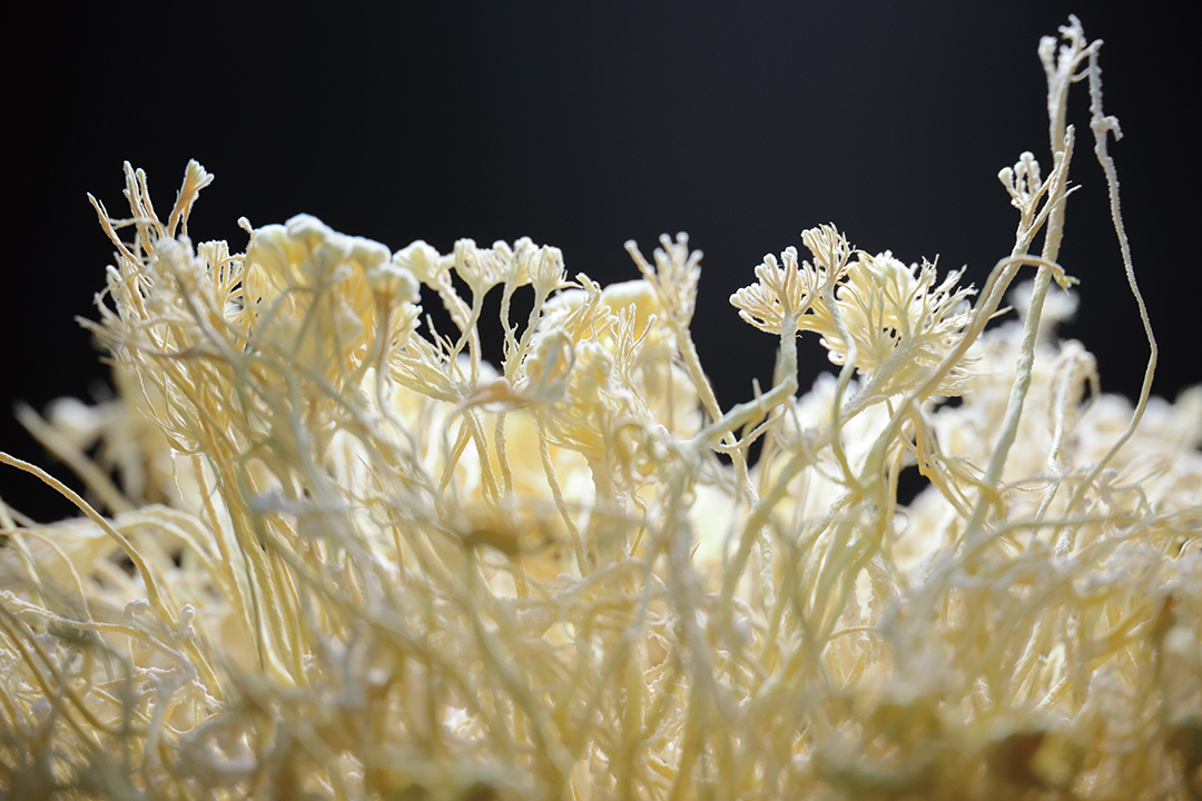 カイコハナサナギタケ冬虫夏草