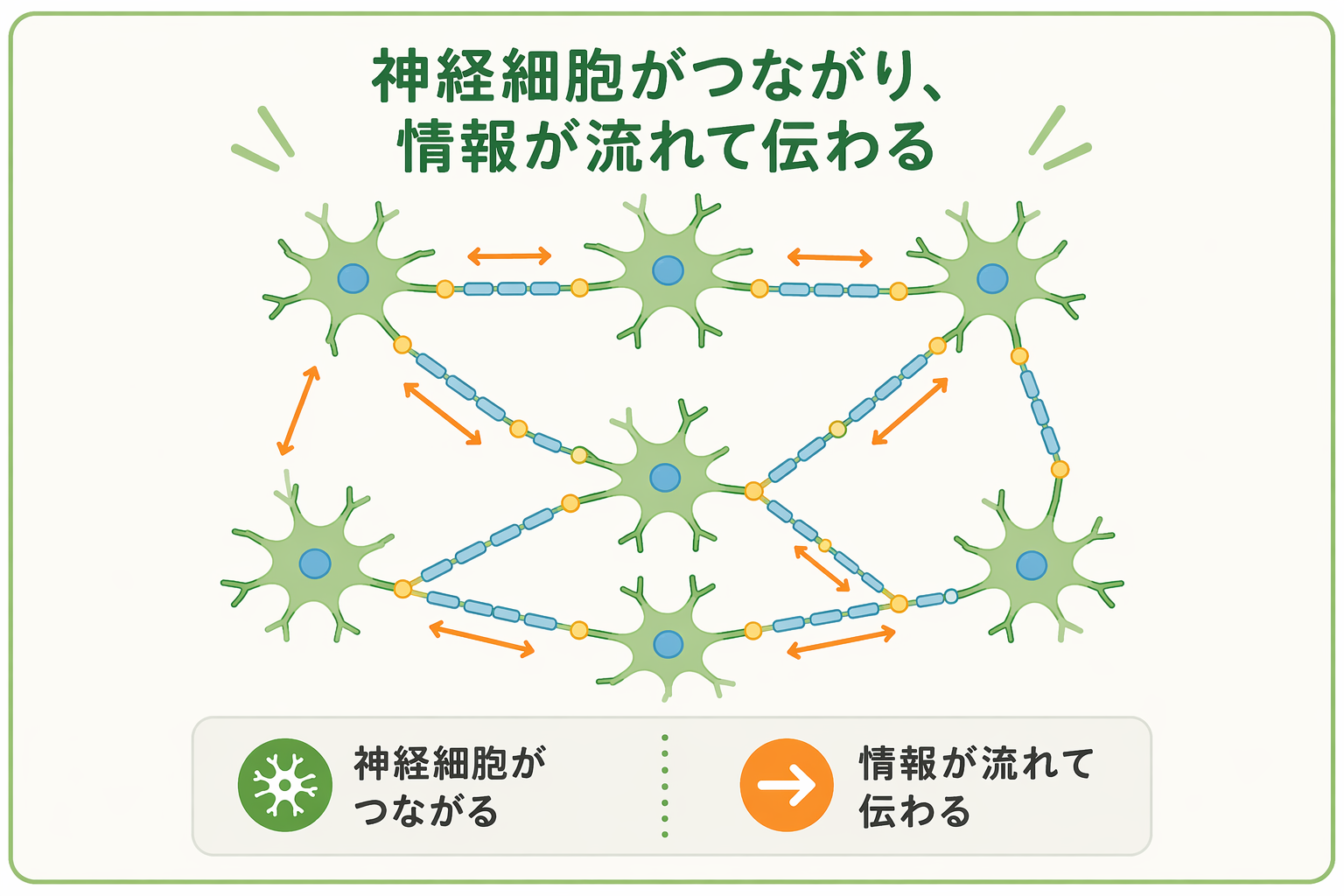 神経細胞の説明図