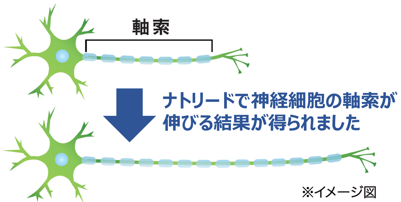 ナトリードで軸索が伸びる結果が得られました