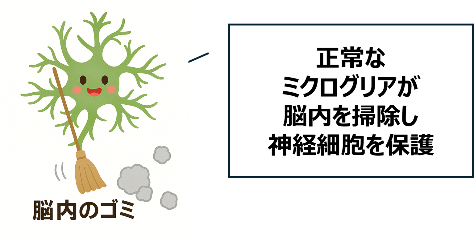 正常なミクログリアが脳内のゴミを掃除し神経細胞を保護